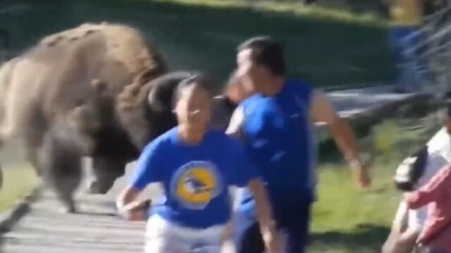 Ataque de bisonte en el Parque Nacional de Yellowstone