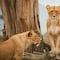 Leonas se comen a un guía de safari; las sacrifican