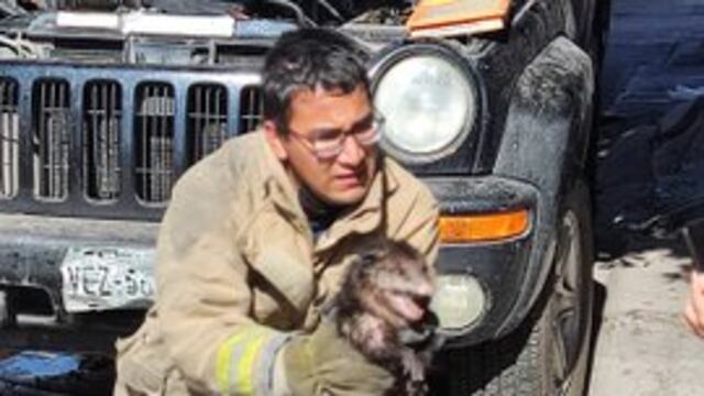 Tlacuache viviendo en una camioneta