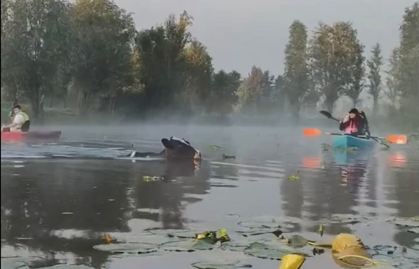 "Vaquitas marinas" hacen una sorprendente aparición en Xochimilco