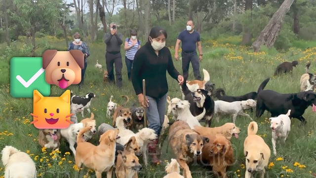 CDMX continuará con la adopción de 936 animales rescatados del Refugio Franciscano