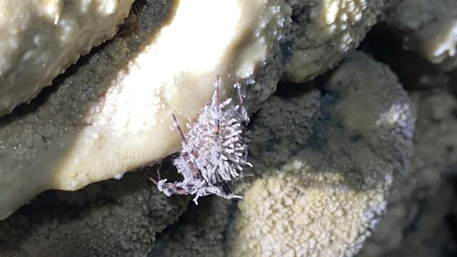 Un nuevo hongo que convierte en zombie a las arañas ha sido descubierto en una cueva en Irlanda