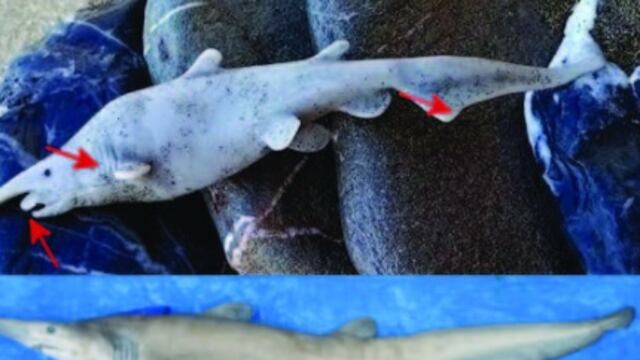 Raro tiburón, sería sólo un juguete