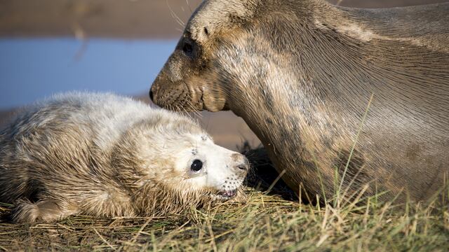 Una foca bebé saluda a la cámara