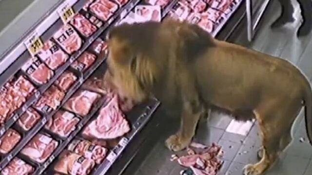 ¿León suelto en supermercado?