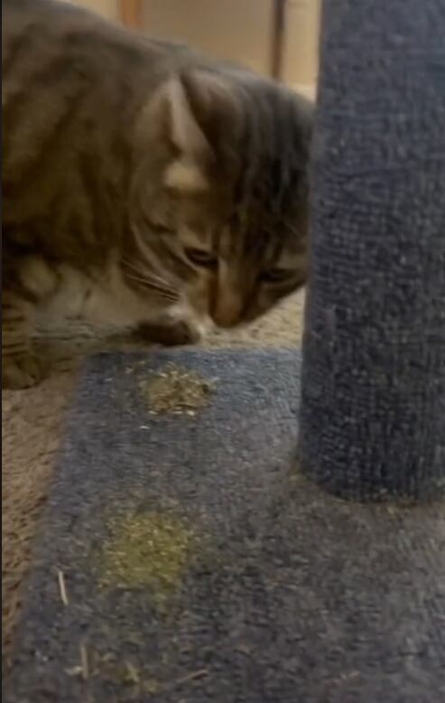 Gato oliendo Catnip