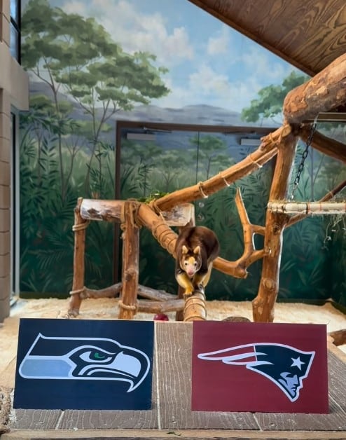 Super Bowl 2026: canguro en zoológico ‘predice’ ganador del partido