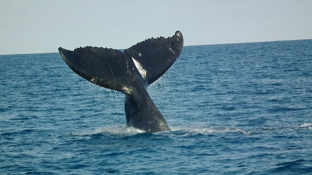 Ballena