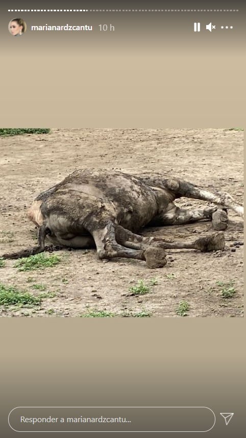 Mariana Rodríguez coparte fotos de los animales de La Pastora