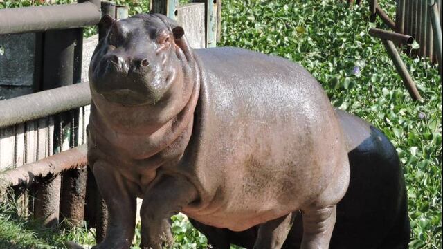 Hipopótamos.