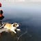 Héroes rescatan a perrito de muerte segura en un lago congelado
