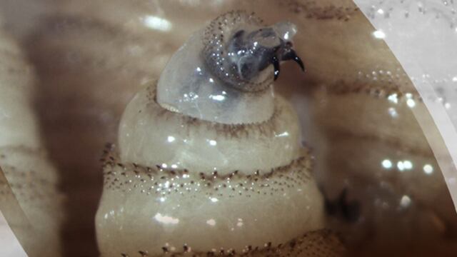 Gusano barrenador: primer caso en humanos en México