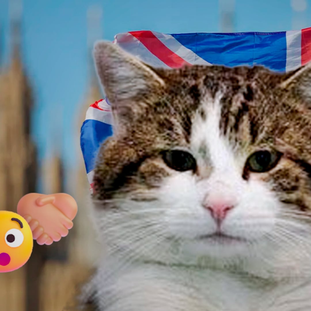 Larry, el gato de Downing Street, conocerá a su séptimo primer ministro