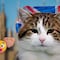 Larry, el gato de Downing Street, conocerá a su séptimo primer ministro