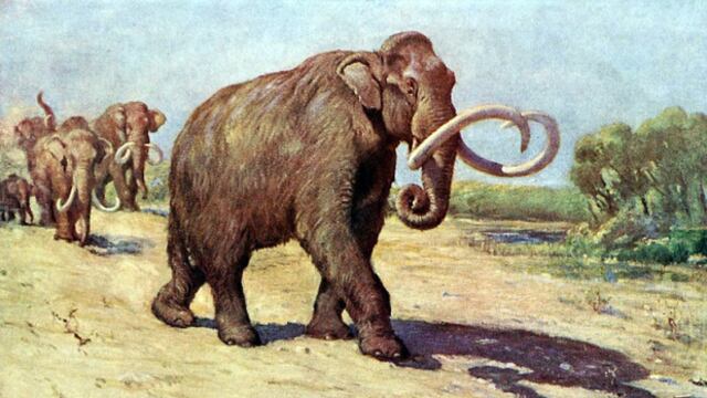 Mamut