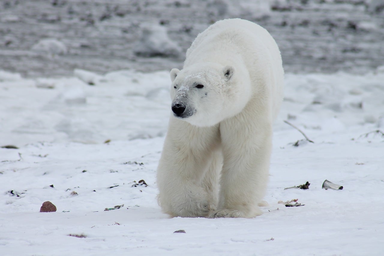 Oso Polar