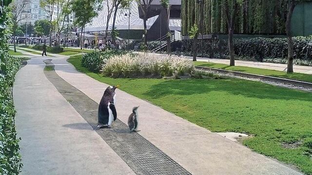 Primer pingüino gentoo mexicano