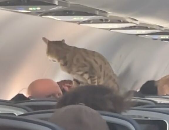 Gatito en avión