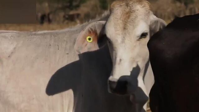 Denuncian contrabando de cabezas de ganado en frontera sur.