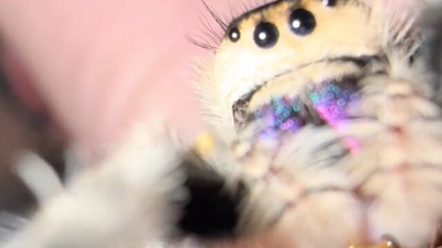 Sephora, atrae a las arañas