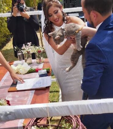 Gatito es testigo de una boda