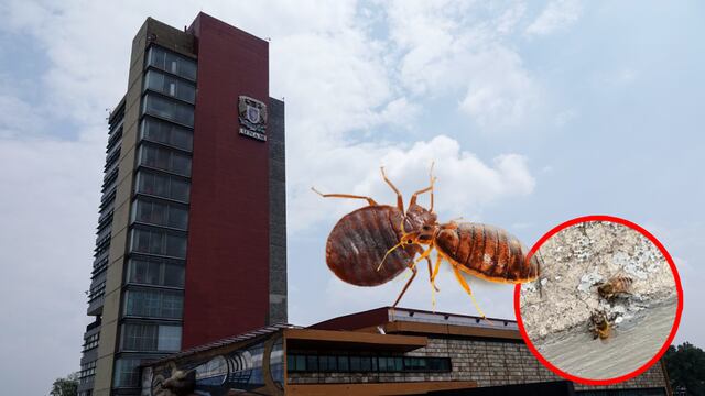 Abejas muertas por fumigaciones