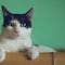 Golpe de calor en gatos: Síntomas y cómo salvar a tu michi de las altas temperaturas