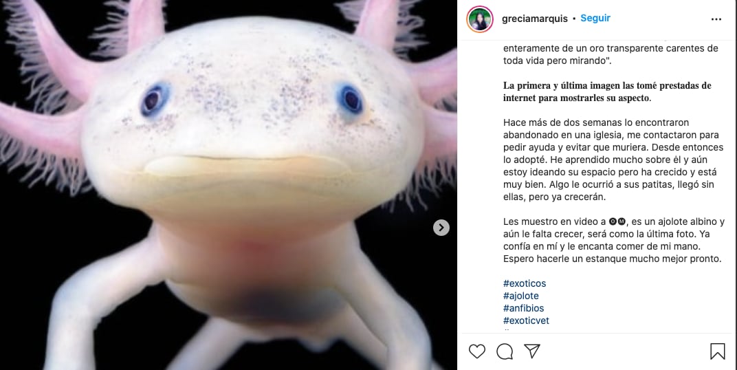 Ajolote rescatado en Venezuela
