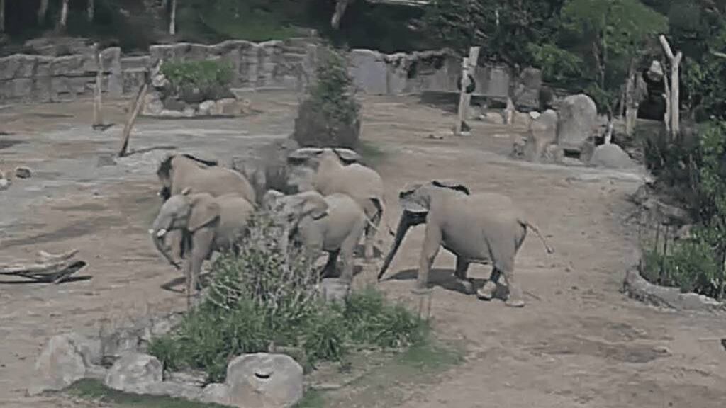 VIDEO: El círculo de alerta que formaron elefantes durante sismo en San Diego tiene un significado