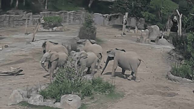 VIDEO: El círculo de alerta que formaron elefantes durante sismo en San Diego tiene un significado