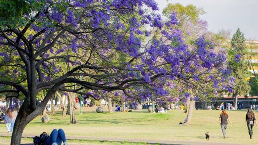 ¡Goyaaa! Universidad