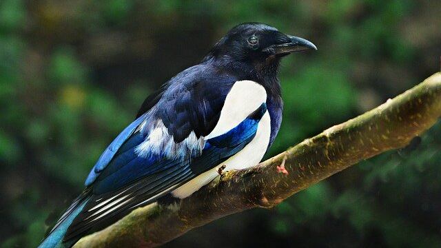 Urraca ataca a una mujer y a su bebé