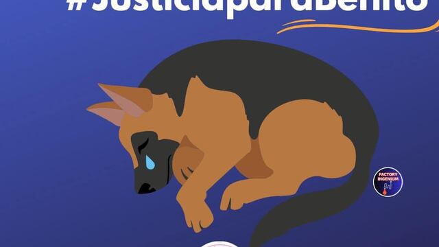 Benito, el perro que aventaron a un cazo de aceite hirviendo tenía meses de nacido