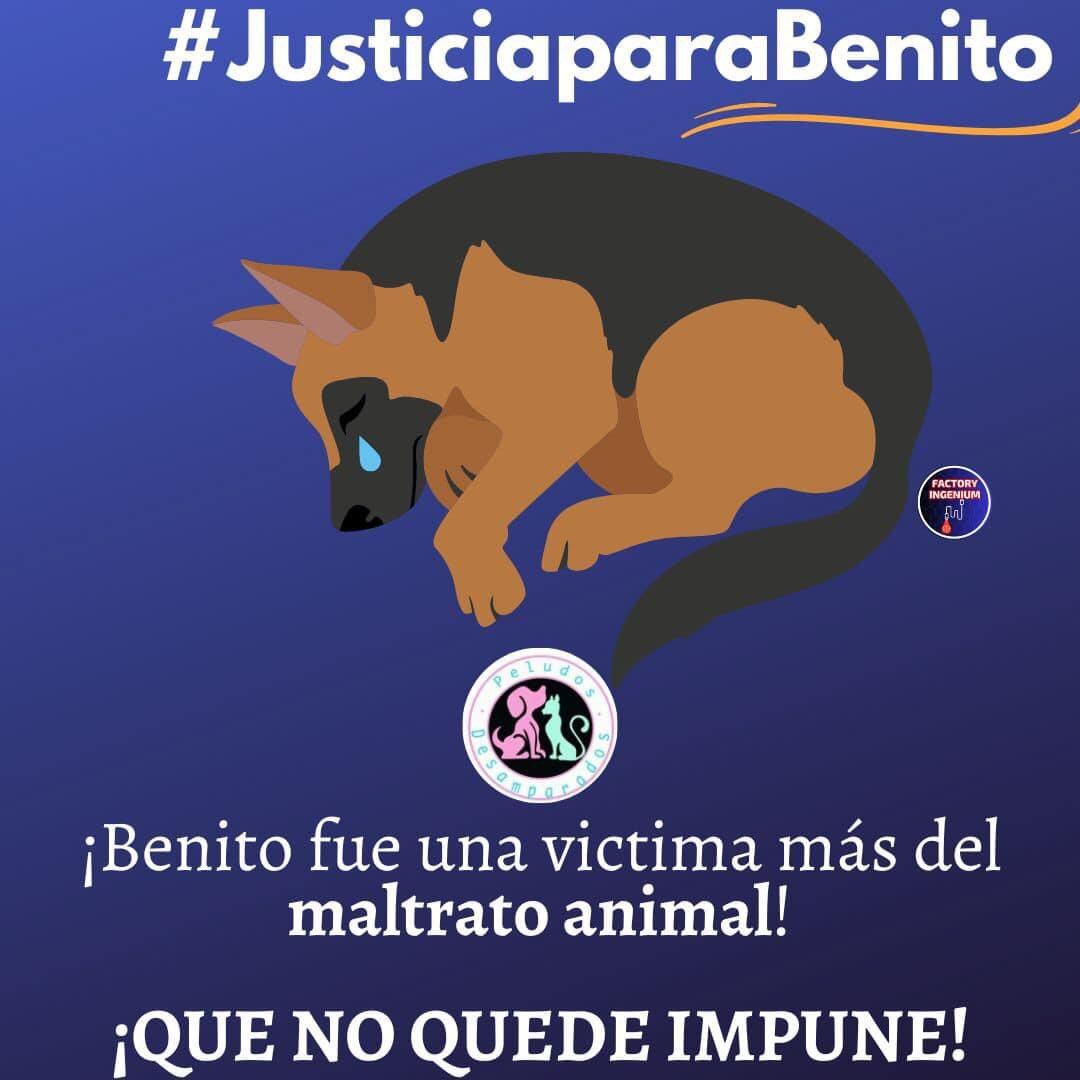 Benito, el perro que aventaron a un cazo de aceite hirviendo tenía meses de nacido
