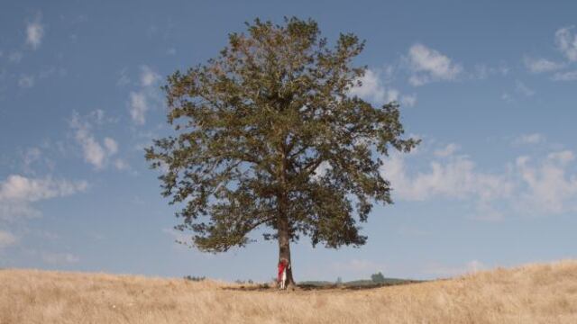 plantar arboles contaminacion