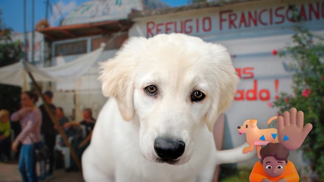 Refugio Franciscano pide al Gobierno de la CDMX frenar el retiro de animales rescatados