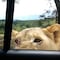VIDEO: León le saca un buen susto abriéndole la puerta del auto en viaje de safari