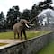 Ted, el elefante del Parque Ecológico Zacango, murió a los 60 años