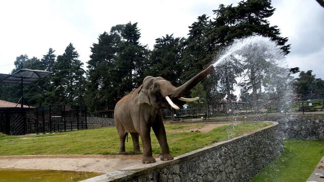 Muere Ted, el elefante