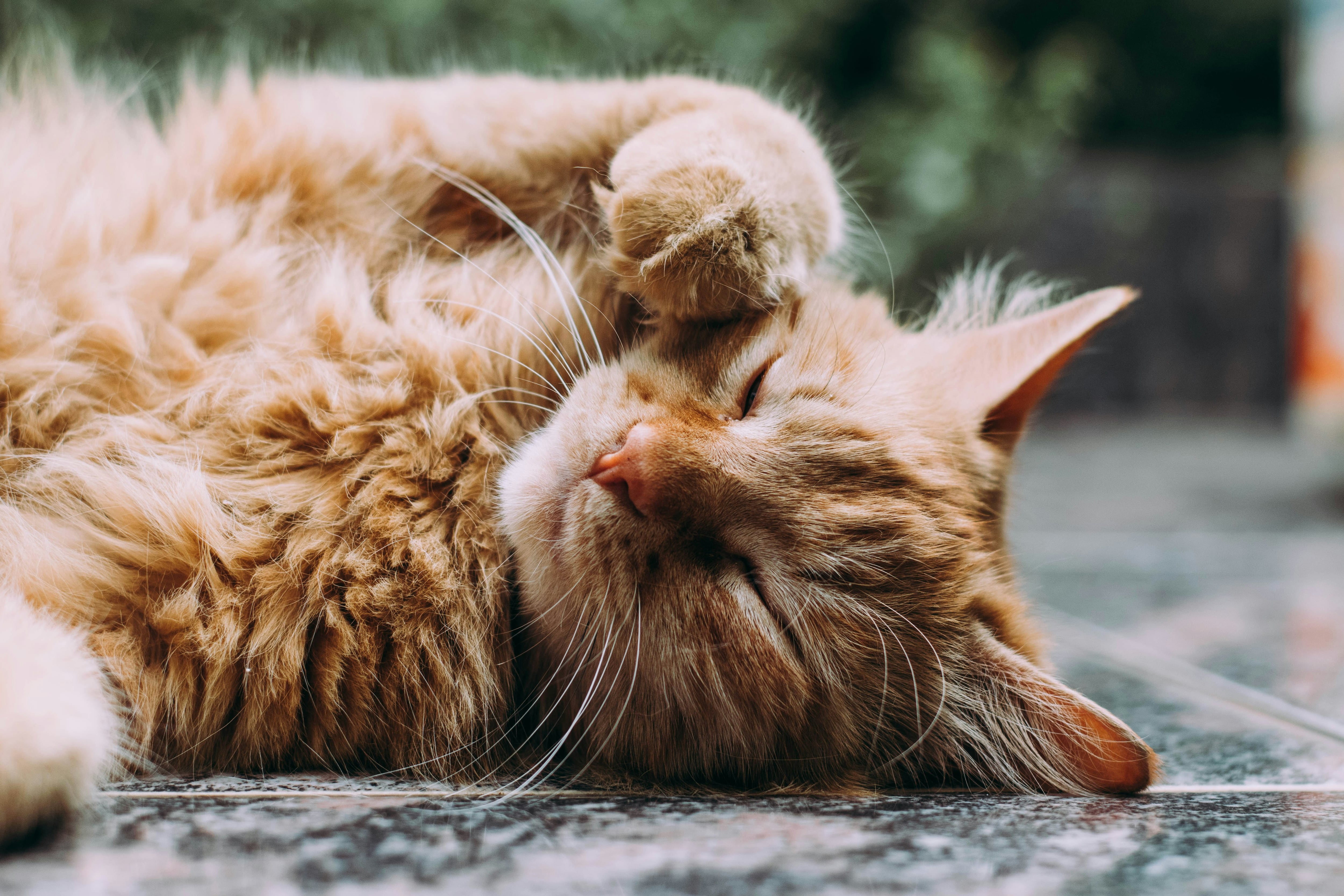 Este 20 de febrero se celebra el Día Internacional del Gato