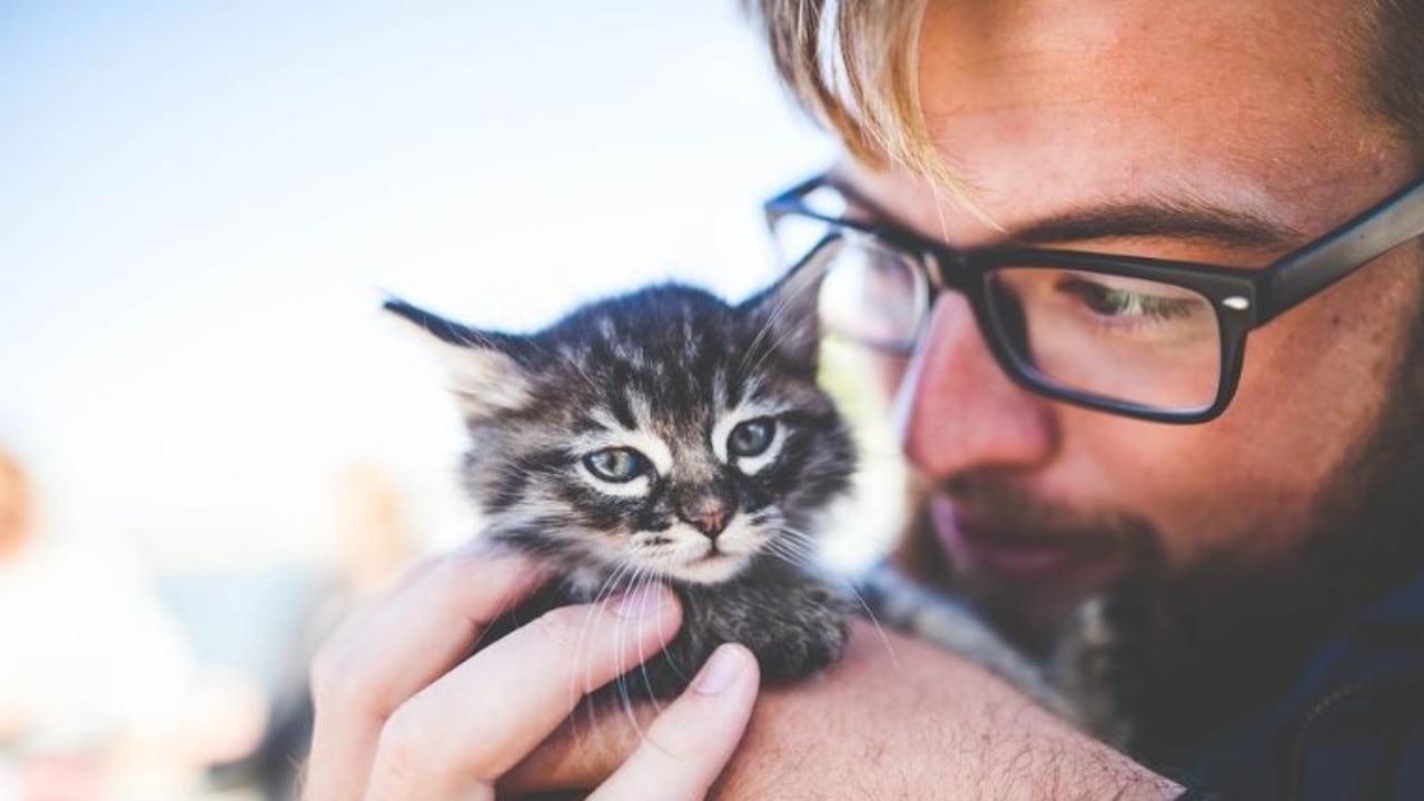 Gatito