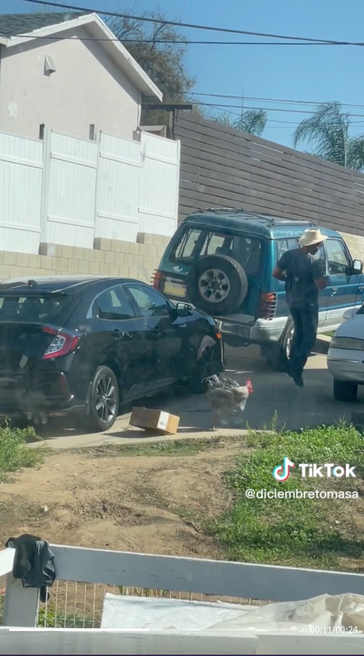 VIDEO: “Lo bueno que no se espantó”, se burlan en TikTok del repartidor al que el gallo Paquito correteó
