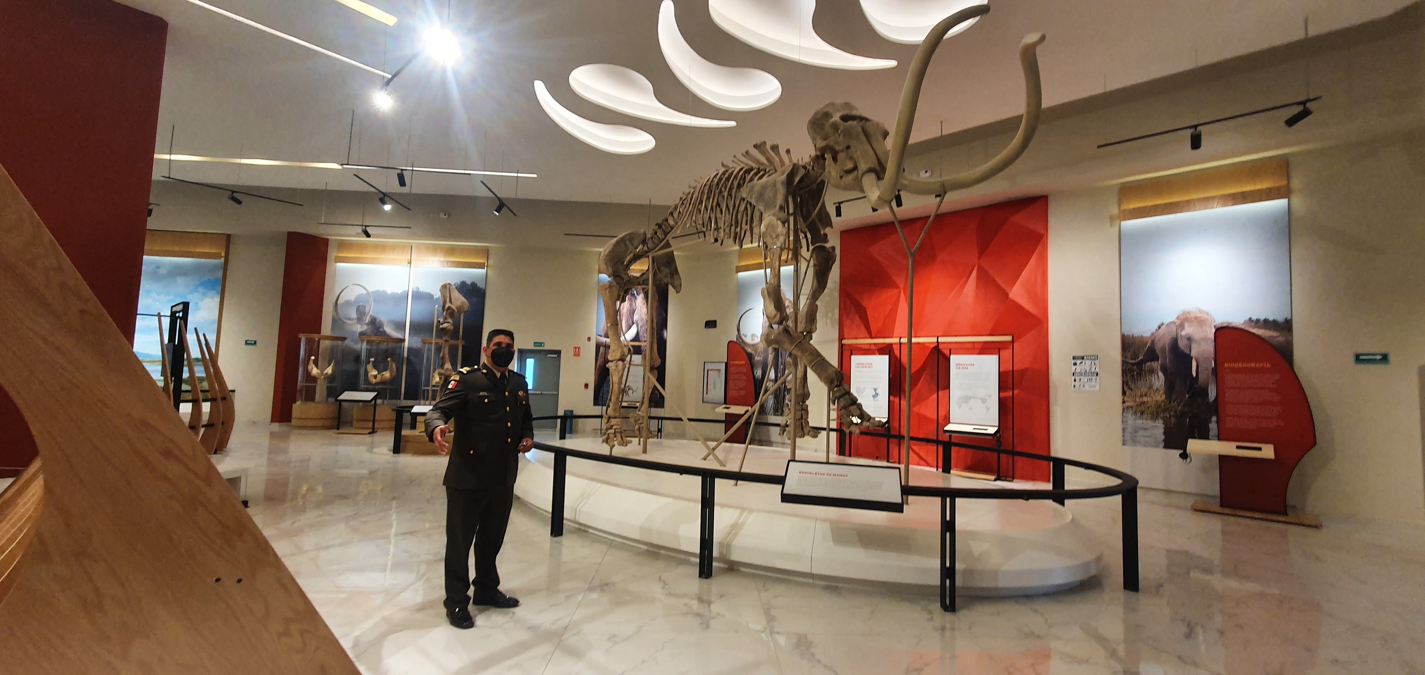Esqueleto real de un mamut