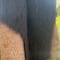 VIDEO: ¿Árbol con cabello? TikTok se asusta al descubrir qué es en realidad
