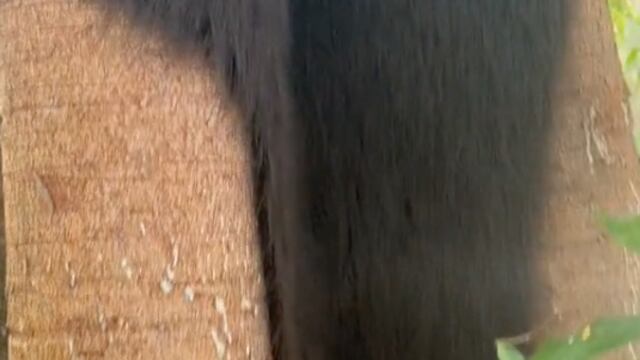 Muestran un árbol con cabello pero la realidad asusta a usuarios en TikTok