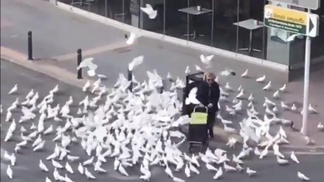 Palomas persiguen a mujer