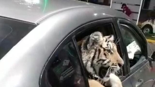 Tigre de bengala en Mazatlán