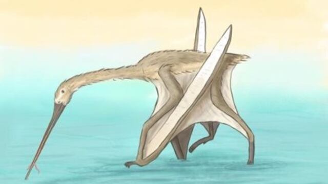 Impresión artística de Leptostomia begaaensis.
Restos de una nueva especie de pterosaurio pequeño, similar en tamaño a un pavo, no muestran relación con ningún otro pterosaurio visto antes debido a su pico largo, delgado y sin dientes.
POLITICA INVESTIGACIÓN Y TECNOLOGÍA
MEGAN JACOBS, UNIVERSITY OF PORTSMOUTH