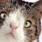 ¿Hay gatos con síndrome de Down? Esto es lo que se sabe sobre el trastorno en los michis