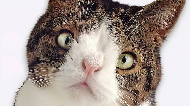 ¿Hay gatos con síndrome de Down? Esto es lo que se sabe sobre el trastorno en los michis